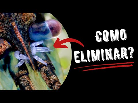 O que é Scutariella Japonica e como eliminar