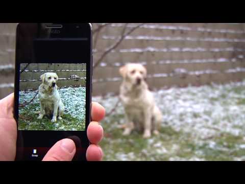 Sniff! - Dog Breed Identificat