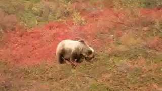 preview picture of video 'Grizzly Bear at Denali National Park, Alaska'