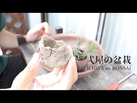 ハイマツ、ハイマツ 植物