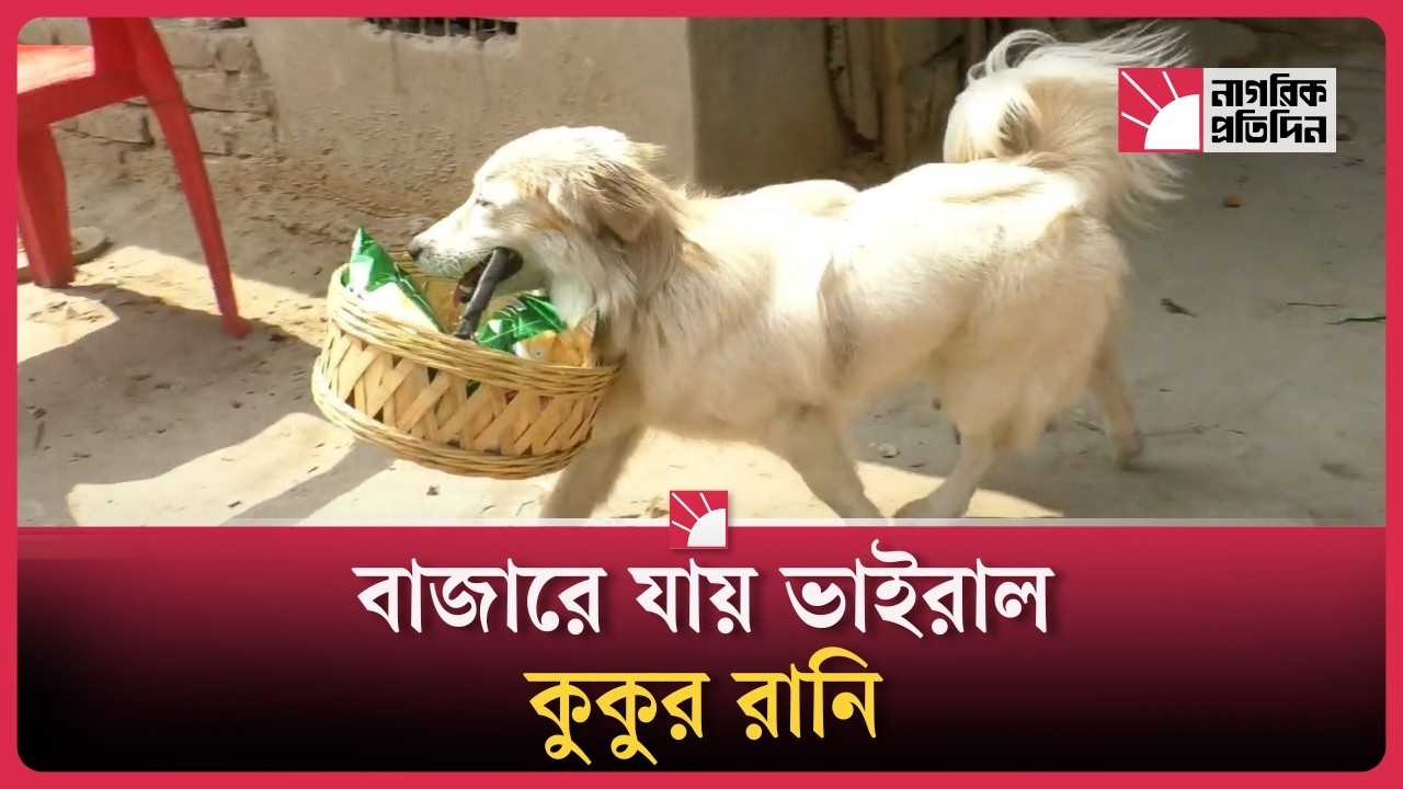মালিকের সাথে বাজারে যায় ভাইরাল কুকুর রানি