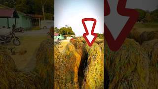 Download lagu AWESOME‼️ Kopassus Jungle Ghost Sniper #trending #viralvideos #shortvideos #tni #military mp3 Download lagu AWESOME‼️ Kopassus Jungle Ghost Sniper #trending #viralvideos #shortvideos #tni #military mp3