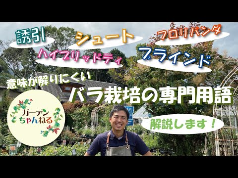 フロリバンダ ローズ 'ザンガーホイザー アニバーサリー ローズ' 植物