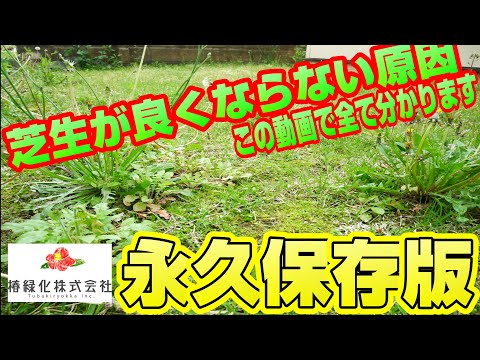 芝生でノコギリソウと戦う トピックス