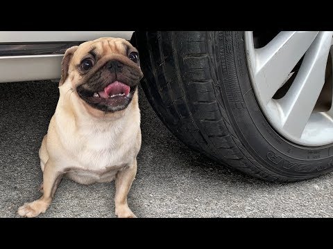 download lagu mp3 mp4 Crunchy Dog, download lagu Crunchy Dog gratis, unduh video klip Crunchy Dog