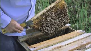 Top Bar Beekeeping