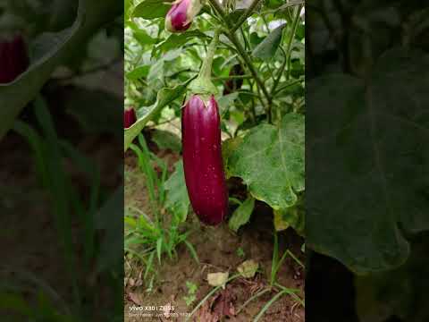 # brinjal ulhas #5016 #best variety brinjal  sungrow seed