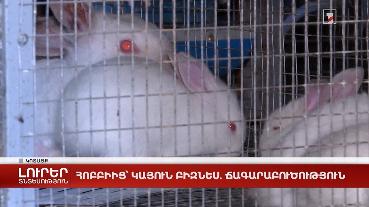 Հոբբիից` կայուն բիզնես. ճագարաբուծություն