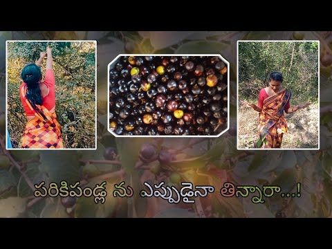 || పరిక పండ్లు || parika pandlu || Jackaljujube fruits (Ziziphuso enoplia)