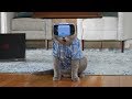 Cat Tries VR Cat Tries VR