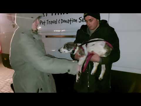 Eila, Ankunft in Deutschland 08.01.2022 - New Home for Strays e. V.