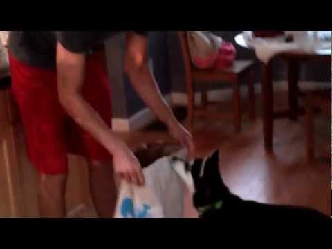 Killer and the non-entertaining lobsters