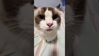 His eyes said it all 😒😂#fyp #catslovers #funnycats #cat 