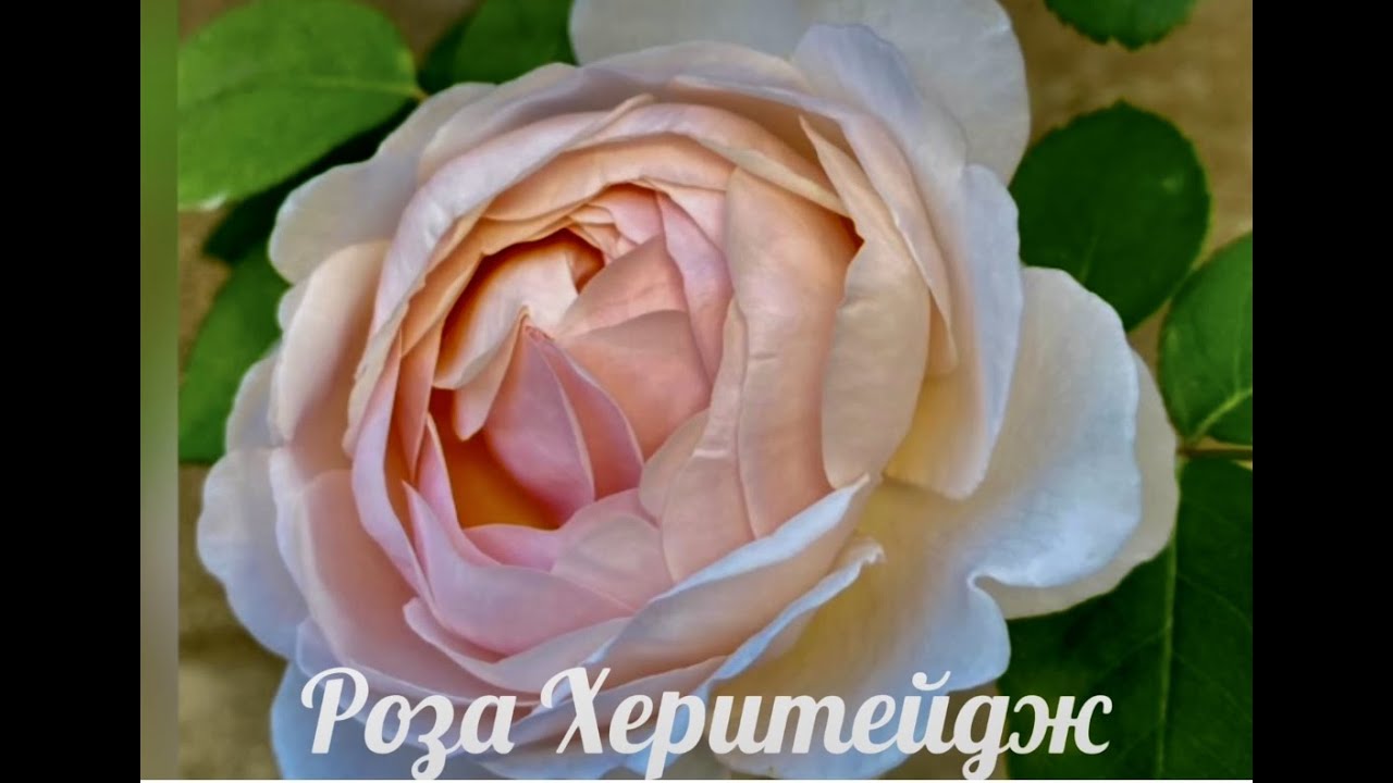 РОЗА Херитейдж  Rose Heritage