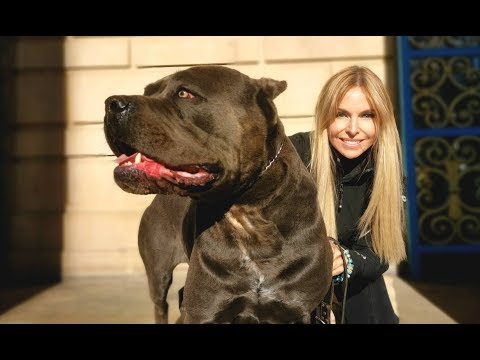 THE CANE CORSO - POWERFUL ROMAN DOG OF WAR