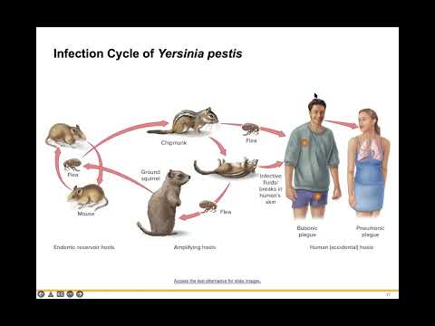 Chapter 20 -- Infections of the Cardiovascular System