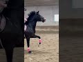 Oops Sometimes The Horses Get Confused About New Exercises He Eventually Figured It Out Horse