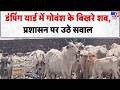 Rajasthan News Dumping Yard में Cattle के बिखरे शव प्रशासन प