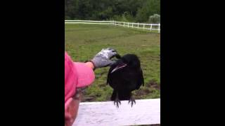 Raven Rescue (Crow)