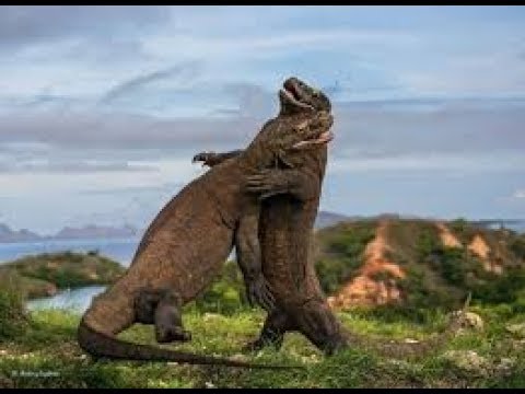 image-What environment do Komodo dragons live in?