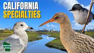 Tracking Down Southern California's Specialty Birds!