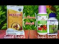 GROMOR KORIDA GEMINI VIRUS CONTROL PATTIKONDA GROMOR GEMINI VIRUS CONTROL IN CHILLI CROP KORIDA