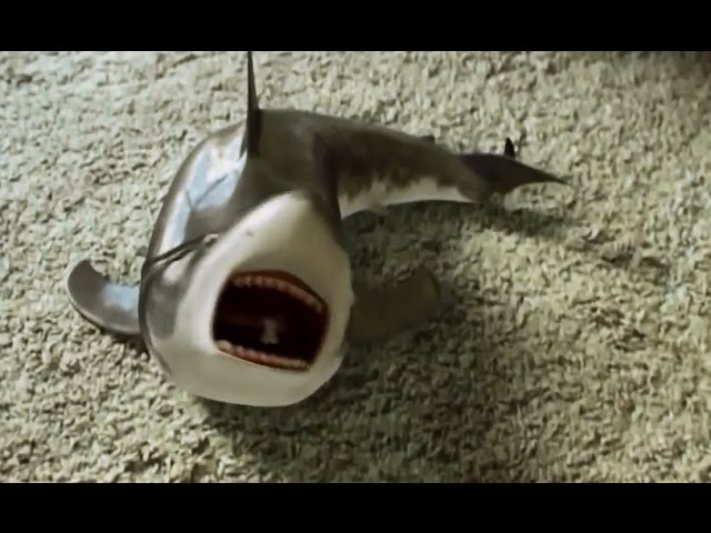 Shark toy playing again