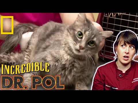 Real Veterinarian Reacts to The Incredible Dr  Pol | Jules' Problem Pregnancy