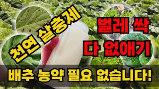 배추 천연살충제 만들기 진딧물·톡톡이·청벌레·달팽이 방제 이 영상 하나로 끝!