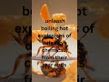Forget Fire Ants Meet Explosion Ants Nature S Living Grenades