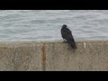 The Carrion Crow . Corvus Corone ~ Birds and Wildlife UK