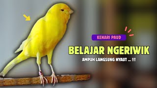 Download lagu Kenari NGERIWIK❗Pancingan KENARI PAUD Belajar Bunyi Cocok Untuk Kenari Belajar Bunyi Ngeriwik |604 mp3