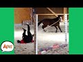 The Horse DRAGGED Her FAIL First Funny Farm Fails AFV 2021