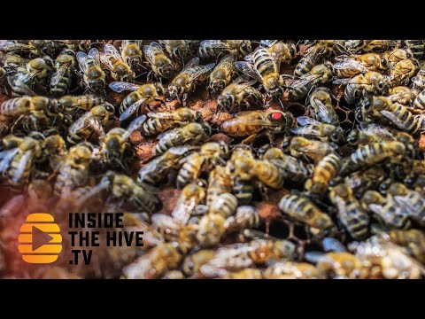 Sustainable apiary by Mike Palmer - Does it really work?