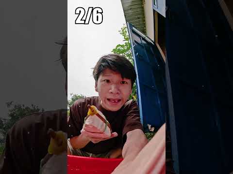 Ghe Bo Bo Vượt Qua 6 Địa Hình? #shorts