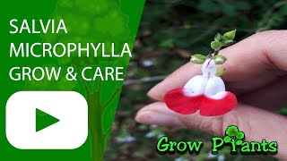 Salvia microphylla – grow, care & eat (Blackcurrant sage)