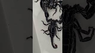 Download lagu Scorpion Mating Dance mp3 Download lagu Scorpion Mating Dance mp3