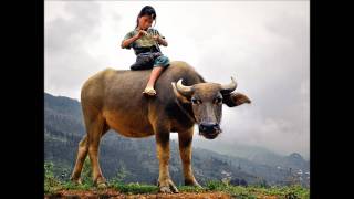 Apache Indian--Everyday