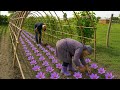 Village Life Azerbaijan Sweet Grandma And Grandpa Are Planting SAFFRON In The Garden