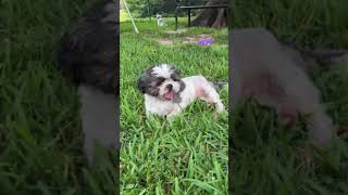 Video preview image #1 Shih Tzu Puppy For Sale in Weston, FL, USA
