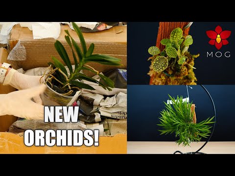 Orchid Haul and Mail Time! - More new and exciting Species to discover 🥰