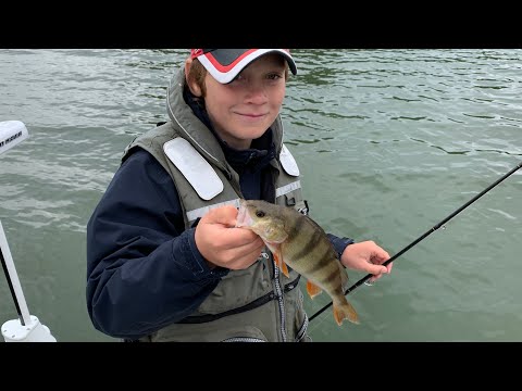 Kalakingi pääsi ahvenjahtiin - Ahvenenkalastus - Spintube - Eumer Fishing - Kalastus