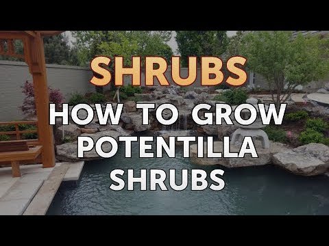 How to Prune a Bottlebrush Shrub