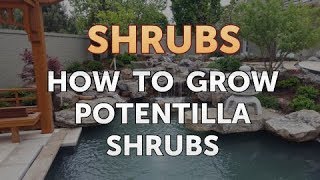 How to Grow Potentilla Shrubs