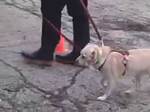 Hundekontakt an der Leine