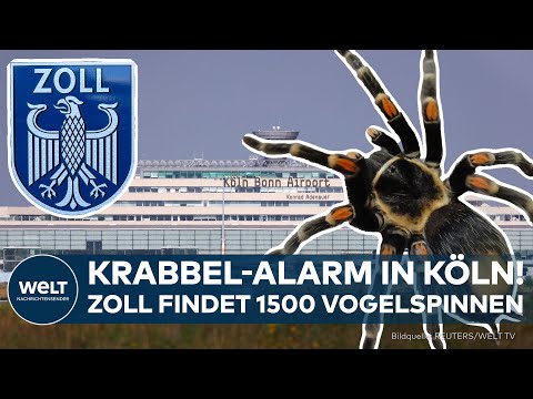 Video Thumbnail: KURIOSER FUND: Zoll entdeckt 1500 geschmuggelte Vogelspinnen in Kekspackungen