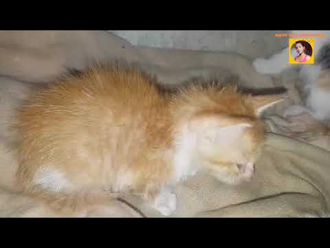 I LOVE CAT AND DOG MY HEART MELTED TO ANIMALS |@MaryluzIsherwood