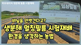 비오네이쳐 생분해 멀칭필름 테스트 옥수수심고 후작으로 배추 심을밭 준비 하면서 생분해 필름 멀칭완 충북 괴산…