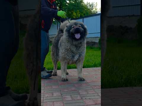 GIANT ELBRUS GLORYA - video 1