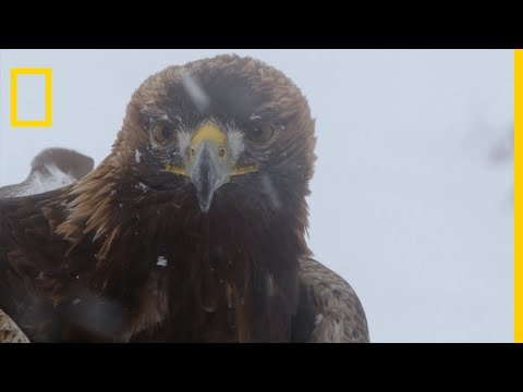 The golden eagle and its highly developed senses